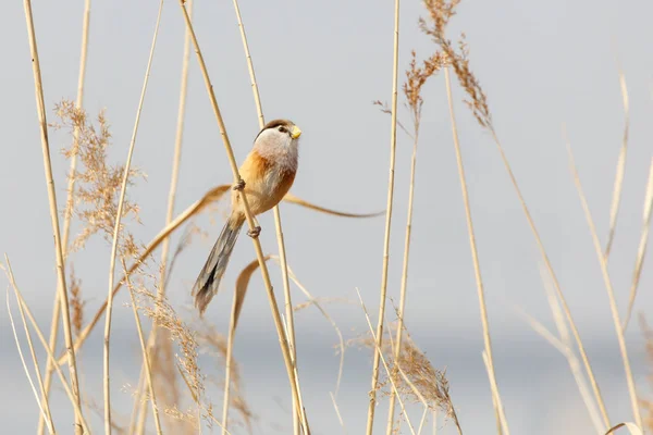 Reed Parrotbill kuş — Stok fotoğraf