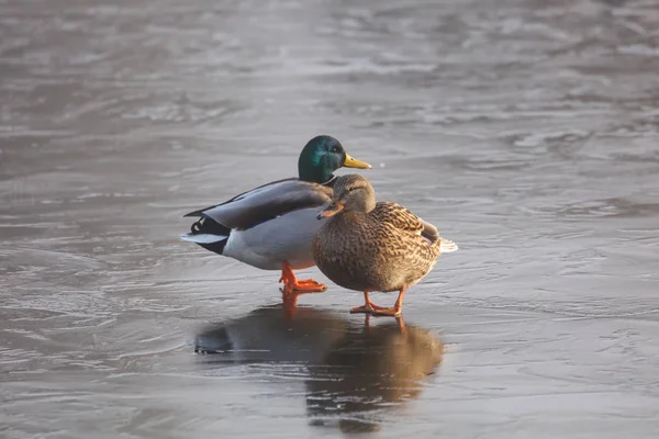 Mallard duck op ijs — Stockfoto