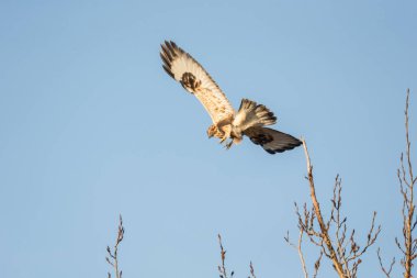 Kaba - bacaklı Şahin kuş