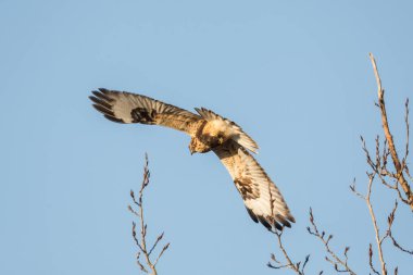 Kaba - bacaklı Şahin kuş