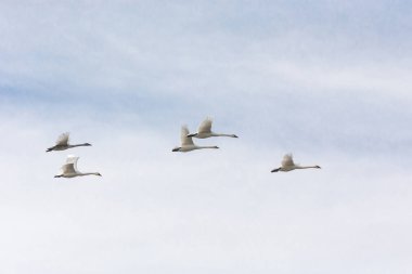 Uçan trompetçi Kuğu
