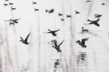 ördekler uçan akın 