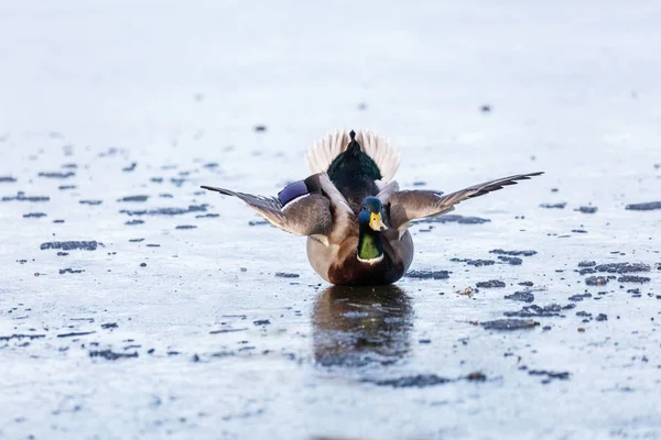 Canard colvert sur la glace — Photo