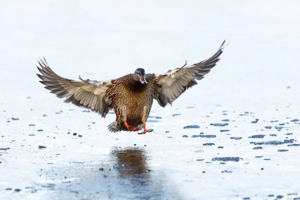 Canard colvert sur la glace — Photo