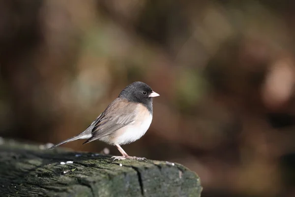 暗い目のjunco鳥 — ストック写真