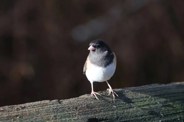 暗い目のjunco鳥 — ストック写真