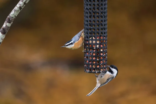 Red-breasted Nuthatch Bird — Stock Photo, Image