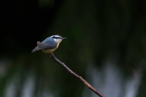 Pássaro Nuthatch de peito vermelho — Fotografia de Stock