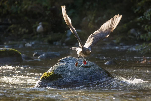 Gaviota y línea de pesca — Foto de Stock