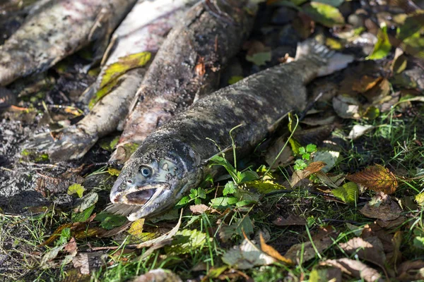 Dead salmon fish body — Stock Photo, Image