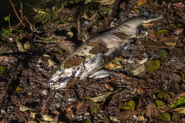 Corpo Peixe Salmão Morto Canadá — Fotografia de Stock