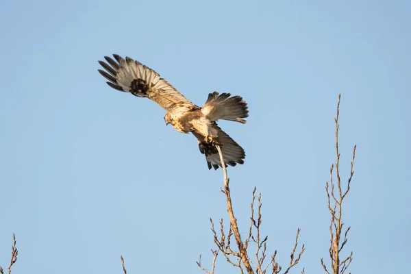 Uccello falco dalle zampe dure — Foto Stock