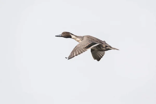 Vliegende noordelijke Pintail — Stockfoto