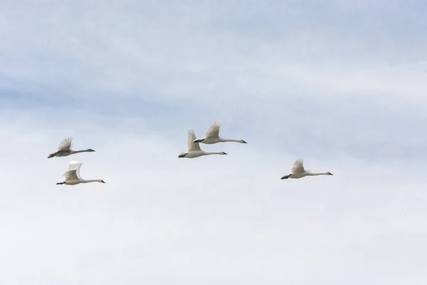 Cisne de trompetista voador — Fotografia de Stock
