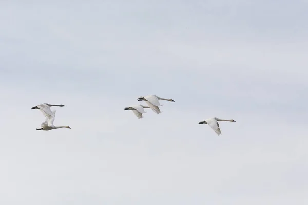 Latający trębacz Swan — Zdjęcie stockowe