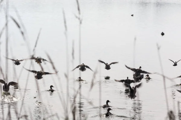 Flock Flying Ducks Background Canada — Stock Photo, Image