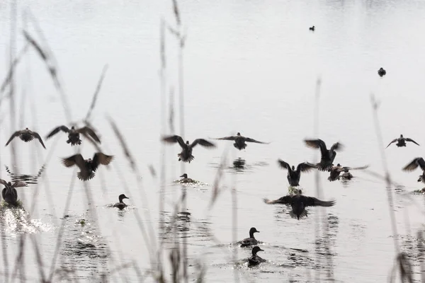 Herde fliegender Enten — Stockfoto