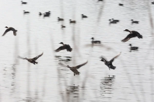 Flock flying ducks — Stock Photo, Image
