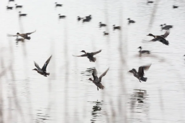 Hejno létající kachny — Stock fotografie