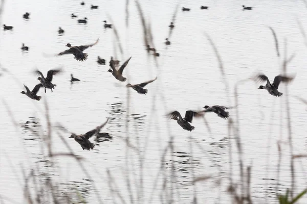 Flock flying ducks — Stock Photo, Image