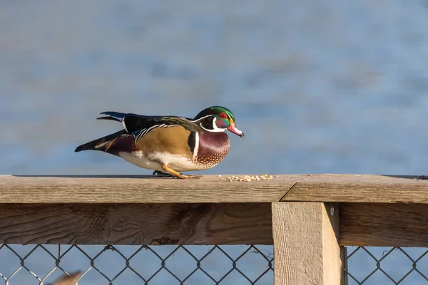 Mannelijke hout duck — Stockfoto