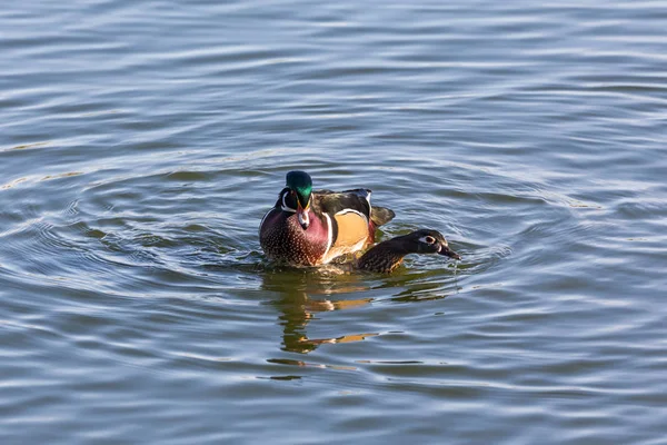 Wood Duck krycia — Zdjęcie stockowe