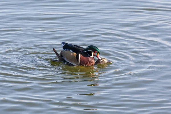 Wood Duck krycia — Zdjęcie stockowe