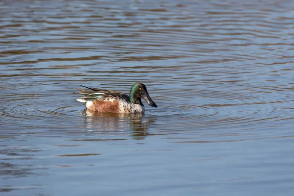 Male Northern Shoveler — Stock Photo, Image