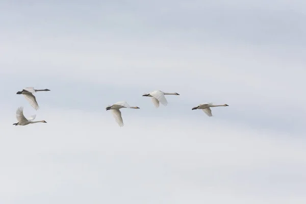 Cisne trompetista volador Imagen de stock
