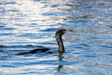 Bc Kanada gıda için pelajik karabatak avcılık