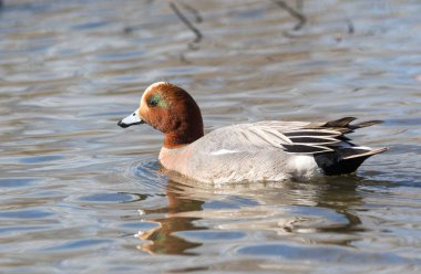 Avrasya wigeon ördek