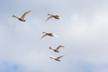 Trompetçi kuğu geçiş