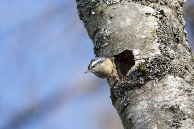 Kırmızı kruvaze sıvacı kuşu