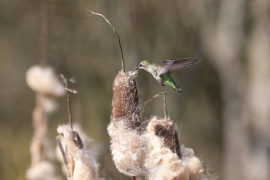 anna'nın sinek kuşu yuva malzeme Bc Kanada, toplama