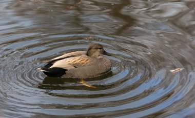 Erkek kalabalık ördek