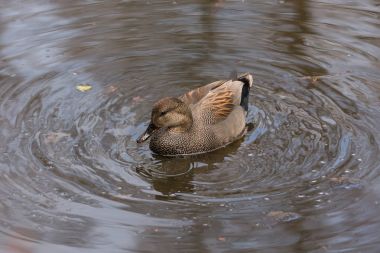 Erkek kalabalık ördek