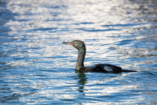 Pelagicznych Kormoran ptak — Zdjęcie stockowe