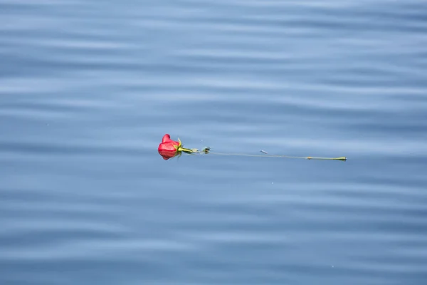 Κόκκινο Τριαντάφυλλο Για Νερό Την Έννοια Της Αγάπης — Φωτογραφία Αρχείου