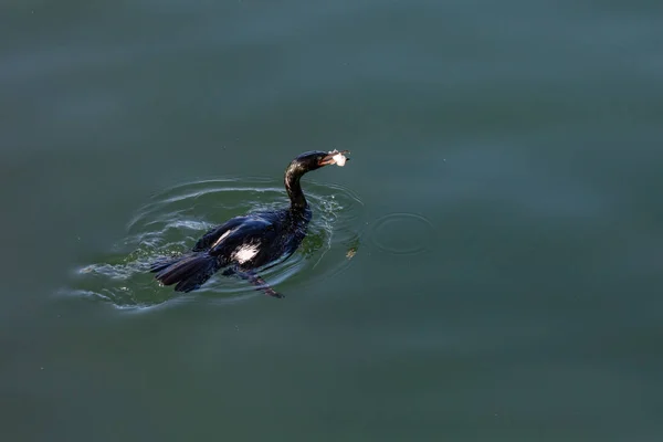 Oiseau cormoran pélagique — Photo