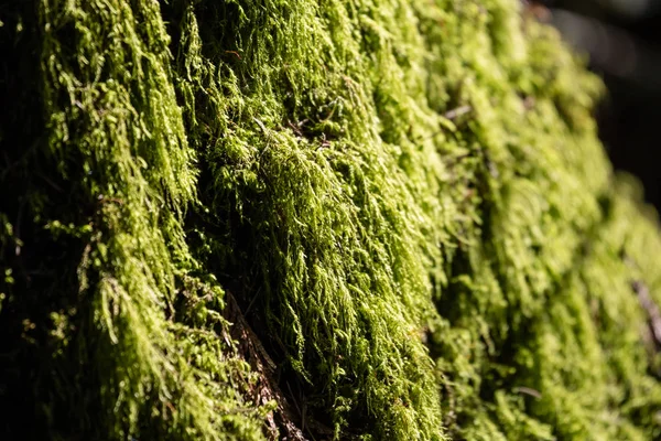 背景の緑の地衣植物を使用して カナダ — ストック写真