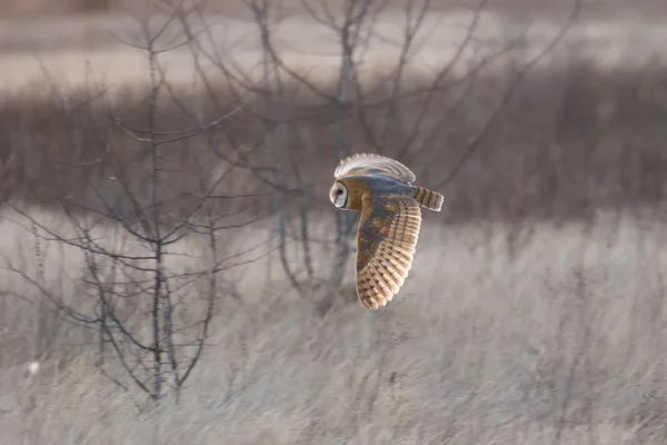 Barn owl hunting — Stock Photo, Image