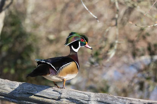 Hout duck man — Stockfoto