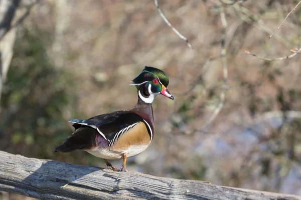 Hout duck man — Stockfoto