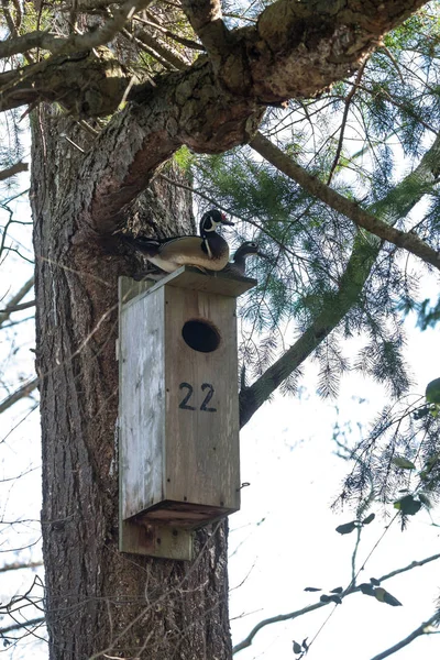 加拿大不列颠哥伦比亚省木鸭和鸟巢盒 — 图库照片