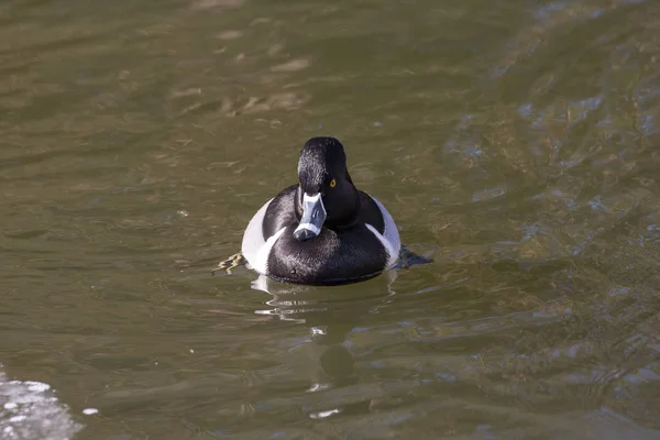 Een Mannelijke Ring Necked Eend Canada — Stockfoto