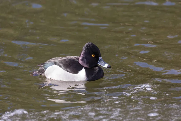 Ring necked duck — Stock Photo, Image