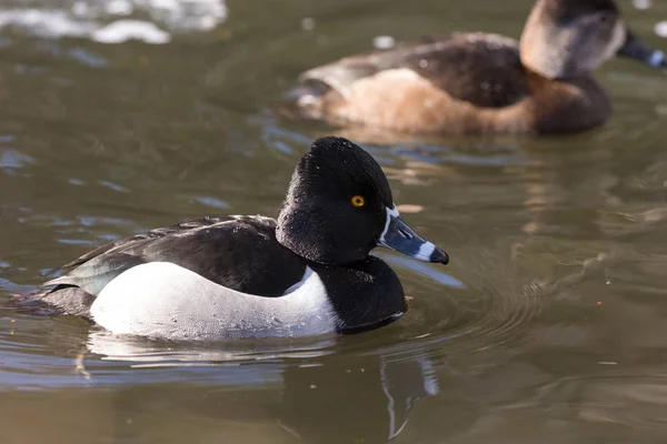 Ring necked eend — Stockfoto