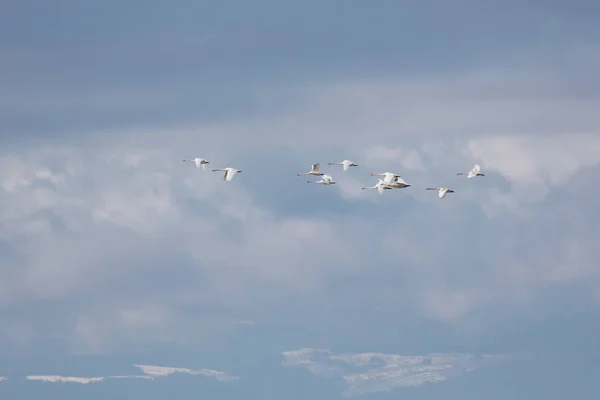 Trębacz swan migracji — Zdjęcie stockowe