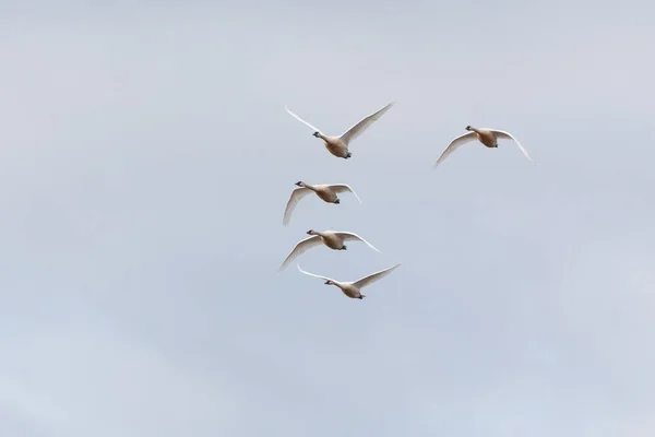 Trumpeter swan  migration — Stock Photo, Image