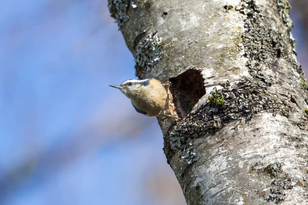 Vermelho Peito Nuthatch Ninho Buraco Canadá — Fotografia de Stock